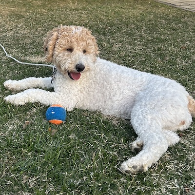 Real-life Daisy the Goldendoodle
